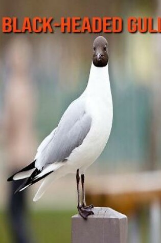 Cover of Black-Headed Gull