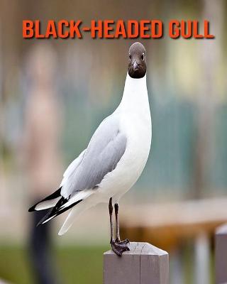 Book cover for Black-Headed Gull