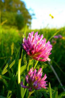 Book cover for Red Clover, for the Love of Flowers