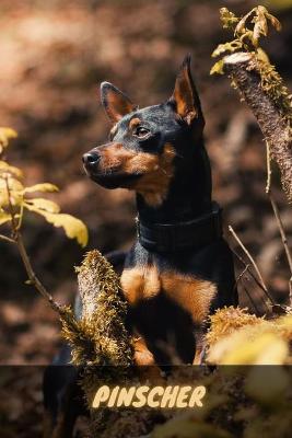 Book cover for Pinscher