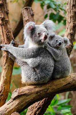 Book cover for Mamma and Daughter Koala in a Tree