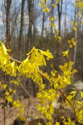 Cover of 2019 Weekly Planner Forsythia Branch Against Forest 134 Pages