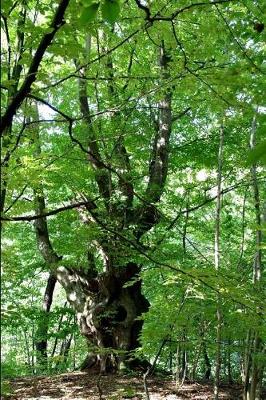 Book cover for Massive hornbeam Tree in the Forest Journal