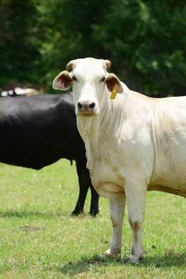 Book cover for Charolais Steer Journal