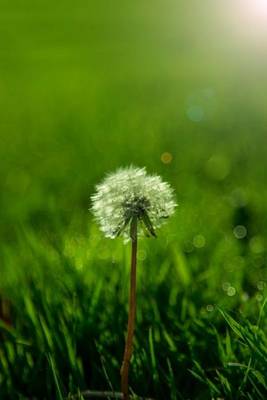 Book cover for Dandelion in the Grass, for the Love of Nature