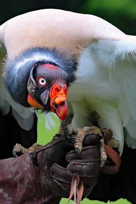 Book cover for King Vulture with a Menacing Stance