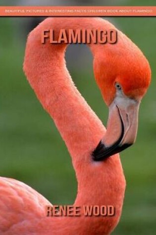 Cover of Flamingo