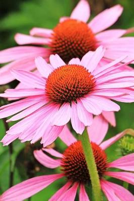 Book cover for Pretty Pink Echinacea Coneflowers Garden Journal