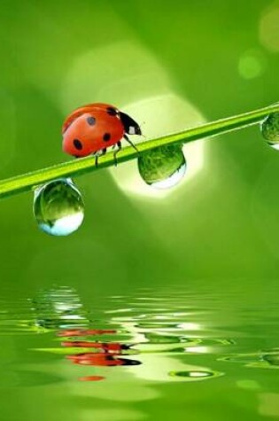 Cover of Ladybug Walking on a Blade of Grass, Jumbo Oversized