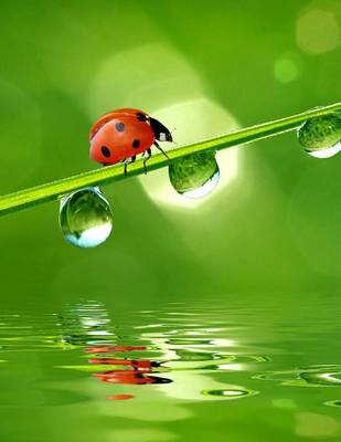 Book cover for Ladybug Walking on a Blade of Grass, Jumbo Oversized