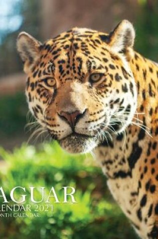 Cover of Jaguar Calendar 2021