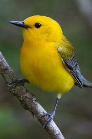 Cover of Prothonotary Warbler (Protonotaria Citrea) Bird Journal