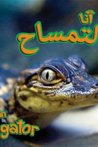 Cover of Alligator