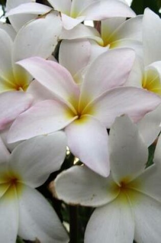 Cover of Close Up of a White Plumeria Blooming in South Texas