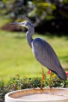 Book cover for White-Faced Heron Bird Journal