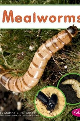 Cover of Mealworms