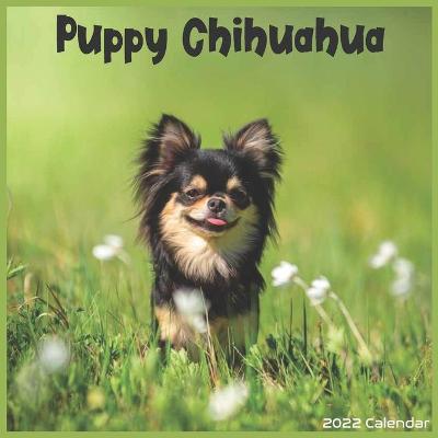 Book cover for Chihuahua Puppy 2022 Calendar