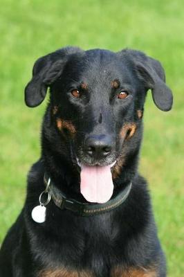 Book cover for Beauceron Notebook