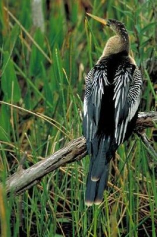 Cover of Anhinga on a Branch Darter Snake Bird Journal