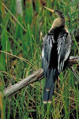 Book cover for Anhinga on a Branch Darter Snake Bird Journal