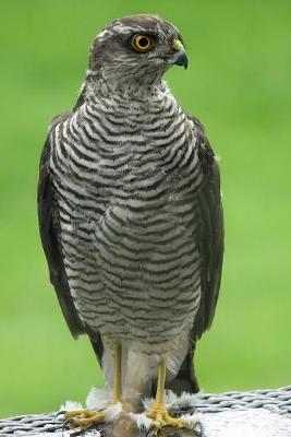 Book cover for Eurasian Sparrowhawk Bird Journal