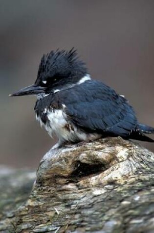 Cover of Belted Kingfisher on a Tree Knot, Birds of the World