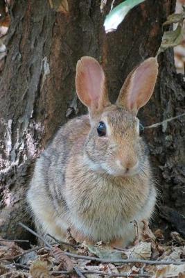 Book cover for Wild Rabbit Camouflaged in the Forest Journal