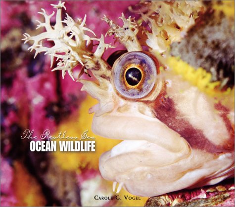Book cover for Ocean Wildlife