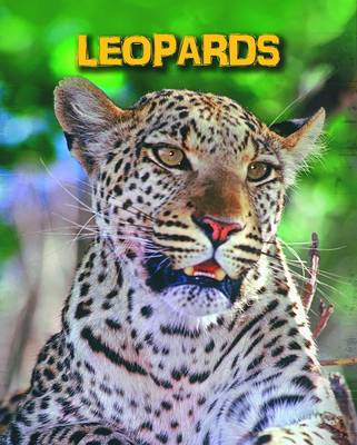 Book cover for Leopards