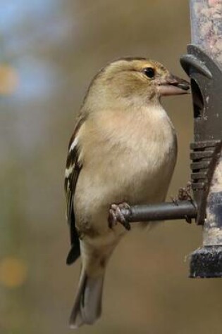 Cover of Chaffinch Perched on a Bird Feeder