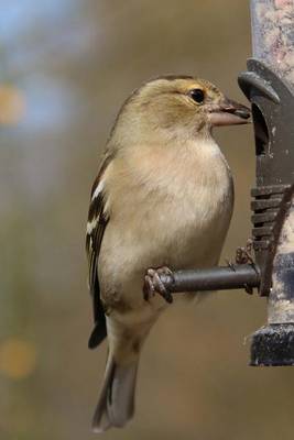 Book cover for Chaffinch Perched on a Bird Feeder