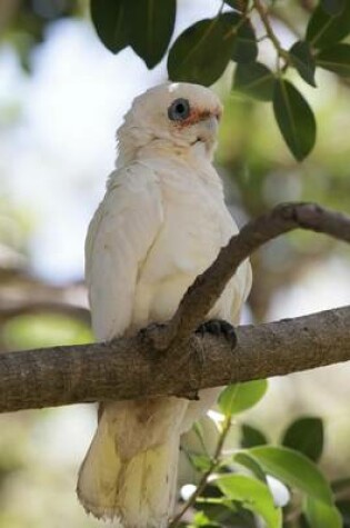 Cover of Little Corella Cacatua Sanguinea Australian Bird Journal