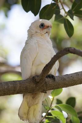 Book cover for Little Corella Cacatua Sanguinea Australian Bird Journal