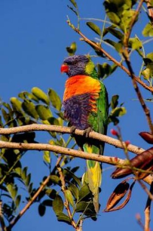 Cover of Rainbow Lorikeet in a Tree Journal