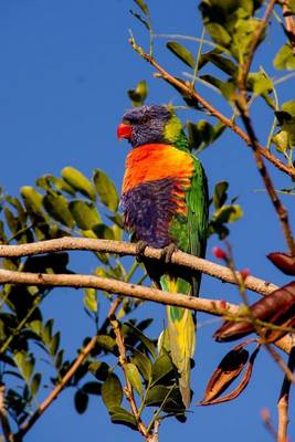 Book cover for Rainbow Lorikeet in a Tree Journal