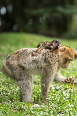 Book cover for Mom and Baby Barbary Macaque Monkey Journal