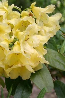 Cover of Journal Flowers Pretty Rhododendron Blooms