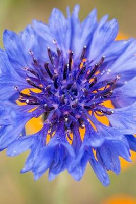 Book cover for A Beautiful Blue Cornflower Bloom Journal