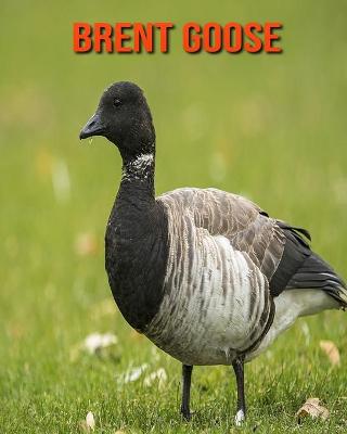 Book cover for Brent Goose