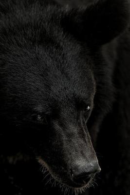 Book cover for Black Bear Portrait Journal
