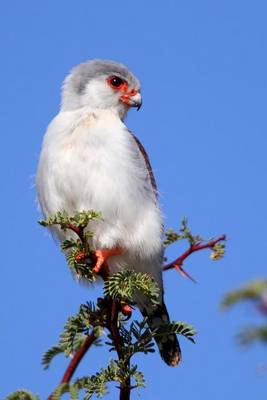 Book cover for African Pygmy Falcon Journal