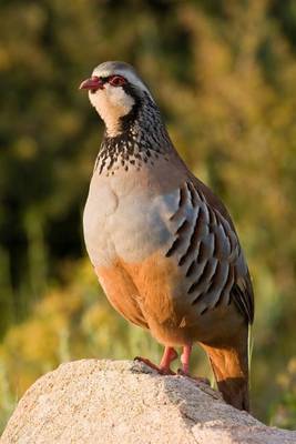 Book cover for Red-Legged Partridge Journal