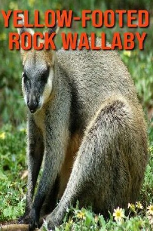 Cover of Yellow-footed Rock Wallaby