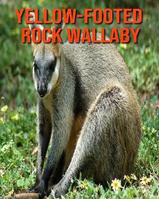 Book cover for Yellow-footed Rock Wallaby