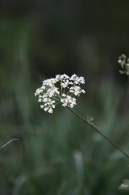 Book cover for Queen Anne's Lace Flower Journal