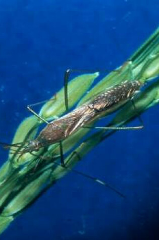 Cover of Pests of Rice and Their Natural Enemies in Peninsular Malaysia