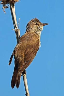 Book cover for Great Reed Warbler Journal