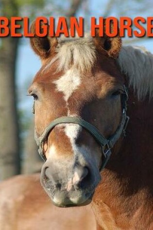 Cover of Belgian Horse