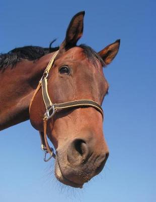 Book cover for Horse Portrait Notebook