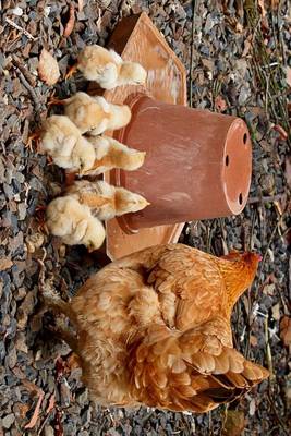 Book cover for A Mother Hen and Her Chicks, Birds of the World